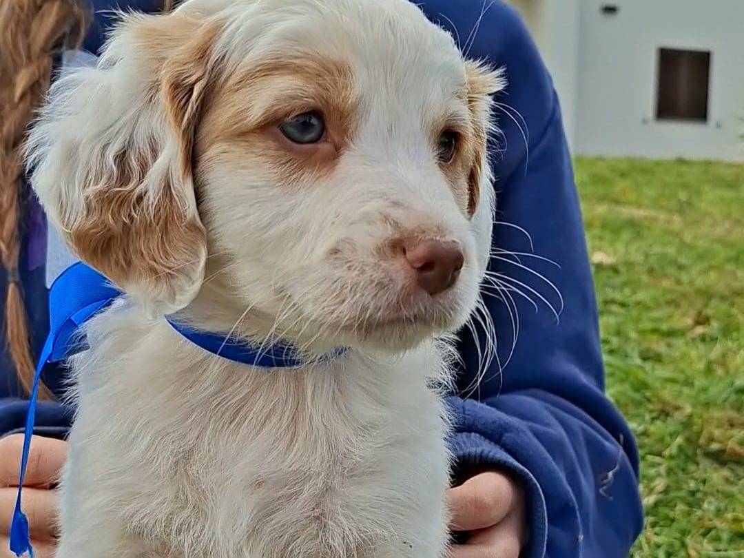 Adozione cane, maschio, Breton Razza sconosciuta, 2 mesi, taglia media contenuta, Bari