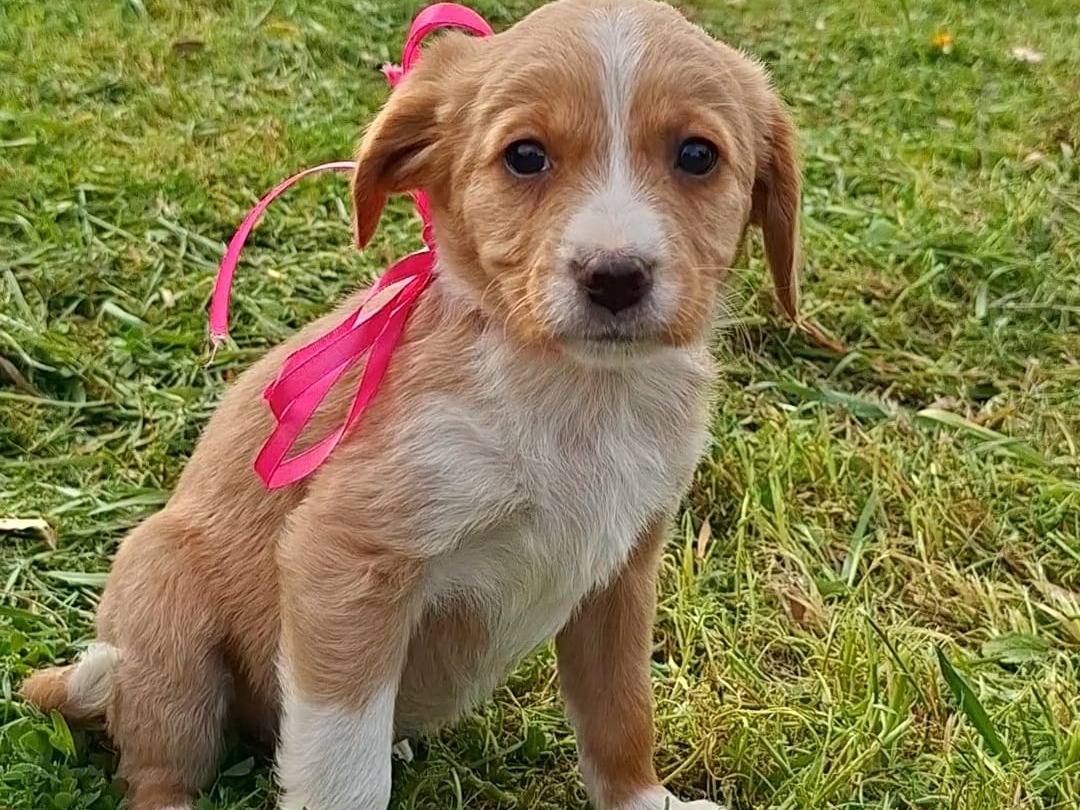 Adozione cane, femmina, Breton Razza sconosciuta, 2 mesi, taglia media contenuta, Bari