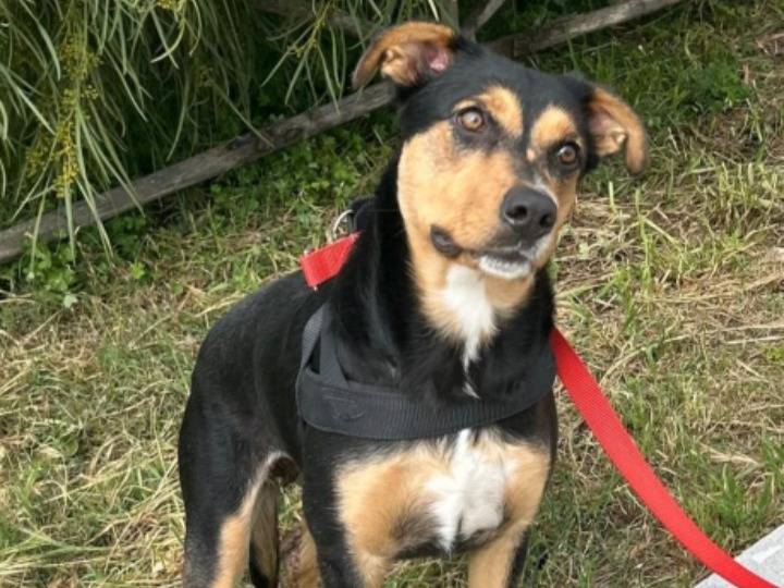 Adozione cane, femmina, Razza sconosciuta Razza sconosciuta, 1 anno e 10 mesi, taglia media, Siracusa