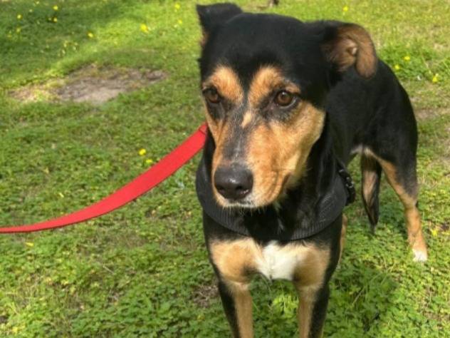 Adotta un cane, femmina, 1 anno e 10 mesi, Siracusa