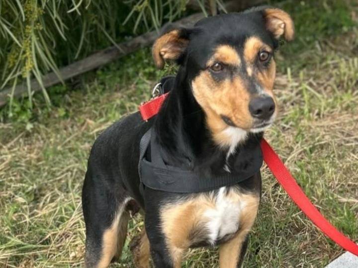 Adotta un cane, taglia media, femmina, Siracusa