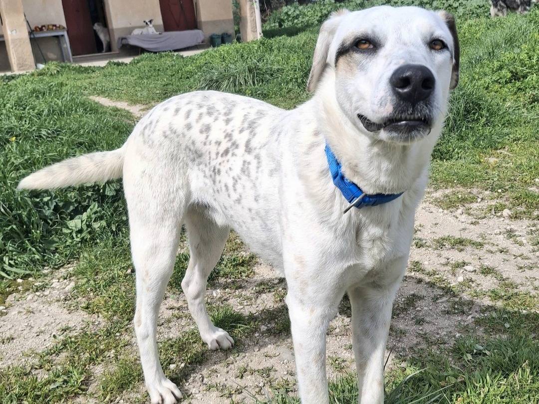 Adozione cane, maschio, Razza sconosciuta Razza sconosciuta, 9 mesi, taglia grande, Palermo