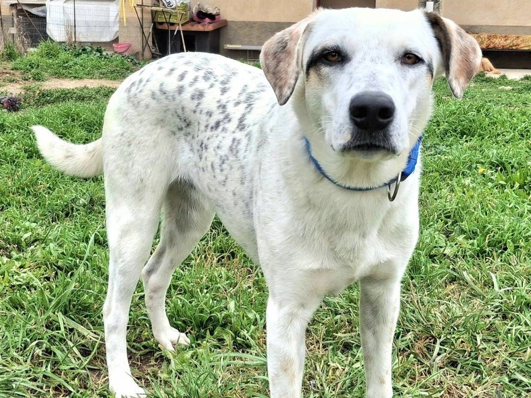 Adotta un cane, maschio, 9 mesi, Palermo