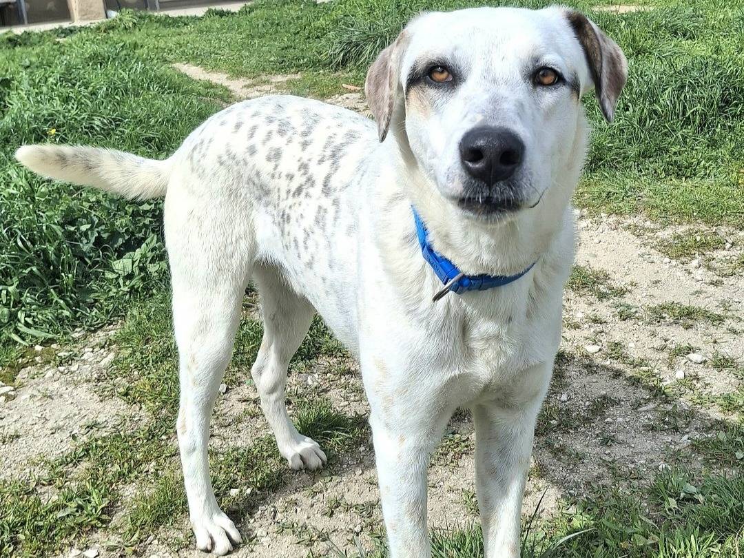 Adotta un cane, taglia grande, maschio, Palermo