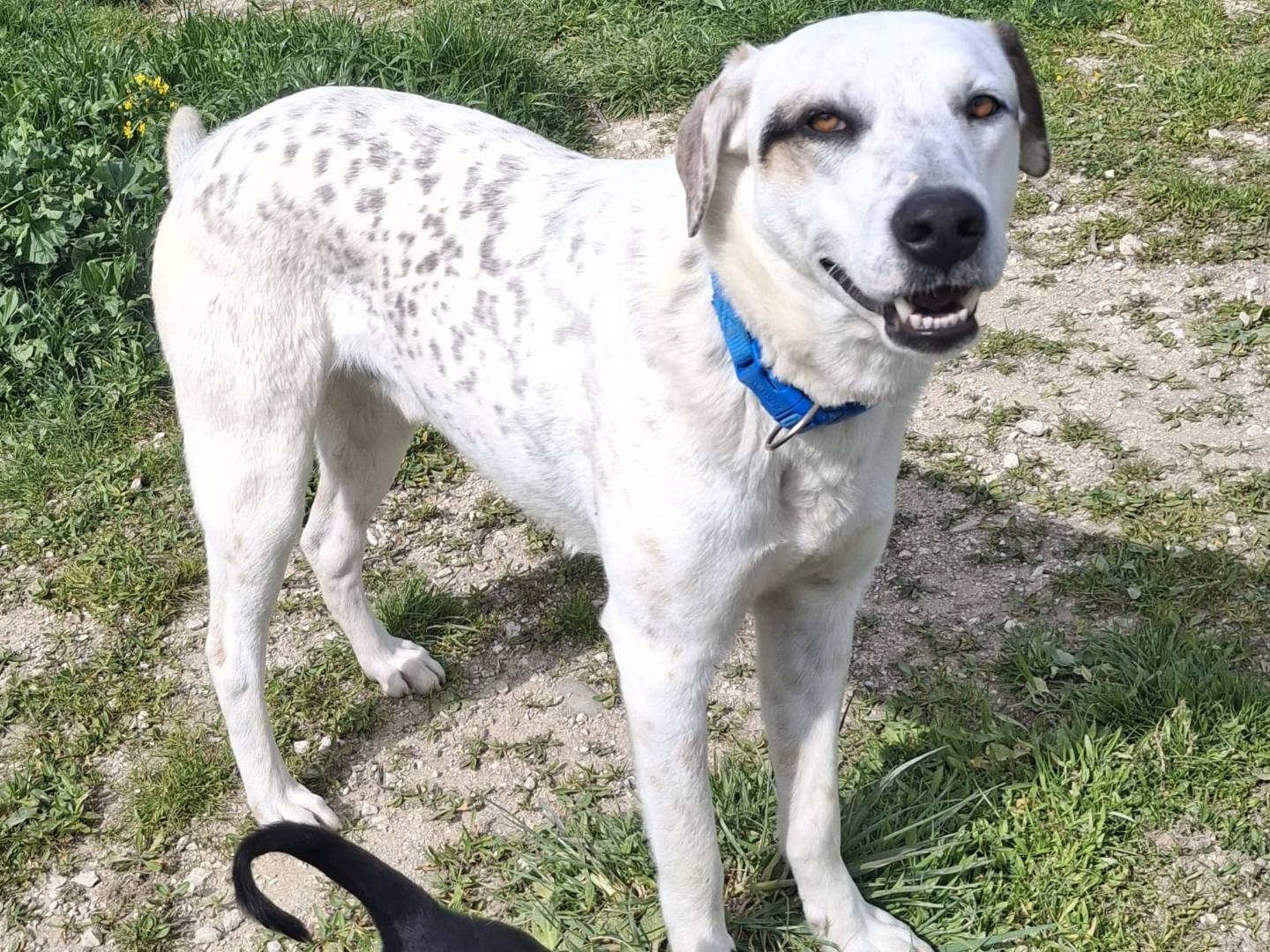 Vuoi adottare un cane a Palermo?