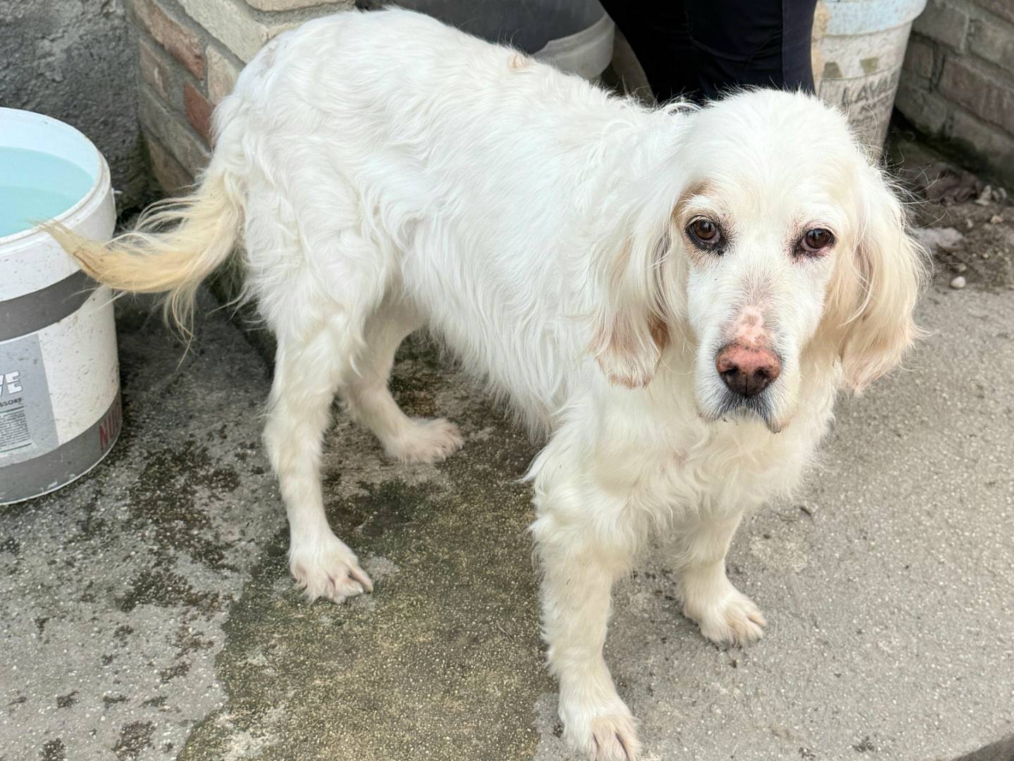 Adozione cane, femmina, Setter Inglese Razza sconosciuta, 14 anni e 1 mese, taglia media, Teramo