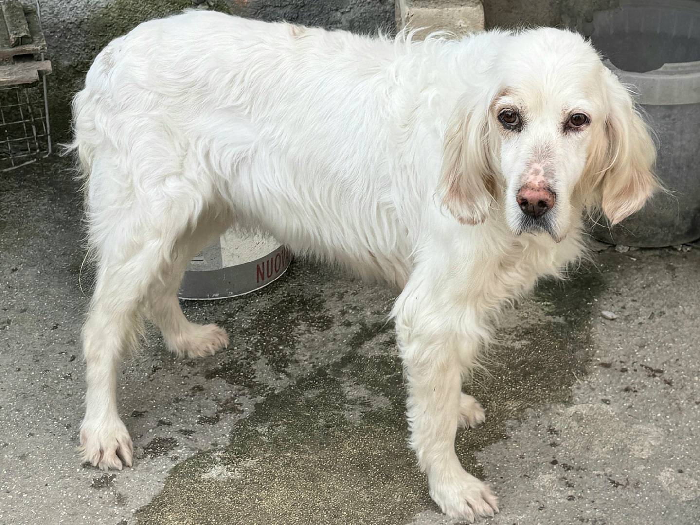 Adotta un cane, taglia media, femmina, Teramo