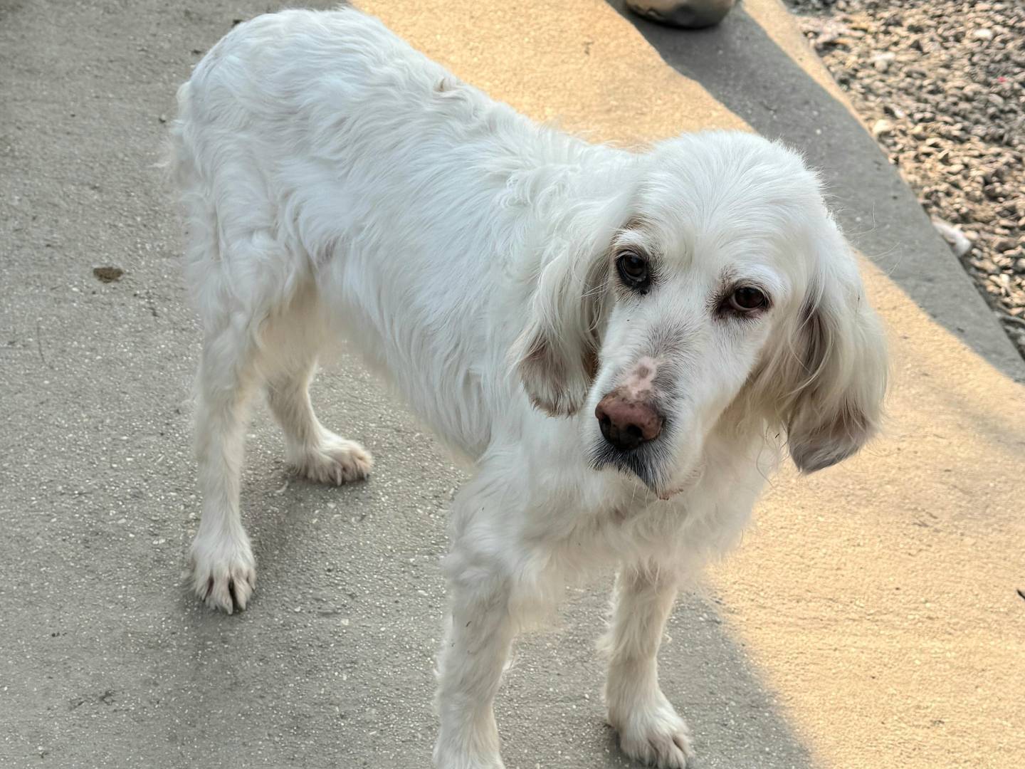 Vuoi adottare un cane a Teramo?