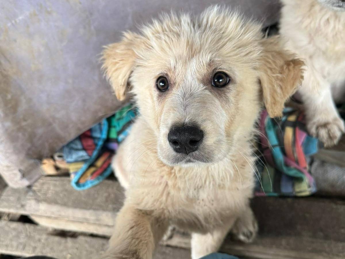 Adozione cane, maschio, Razza sconosciuta Razza sconosciuta, 3 mesi, taglia grande, Torino