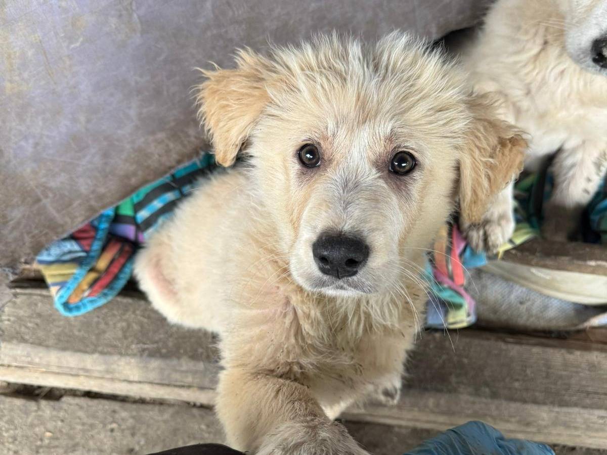 Adotta un cane, maschio, 3 mesi, Torino