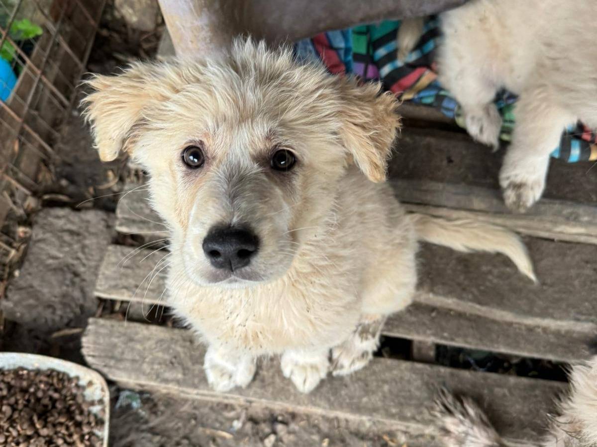 Adotta un cane, taglia grande, maschio, Torino