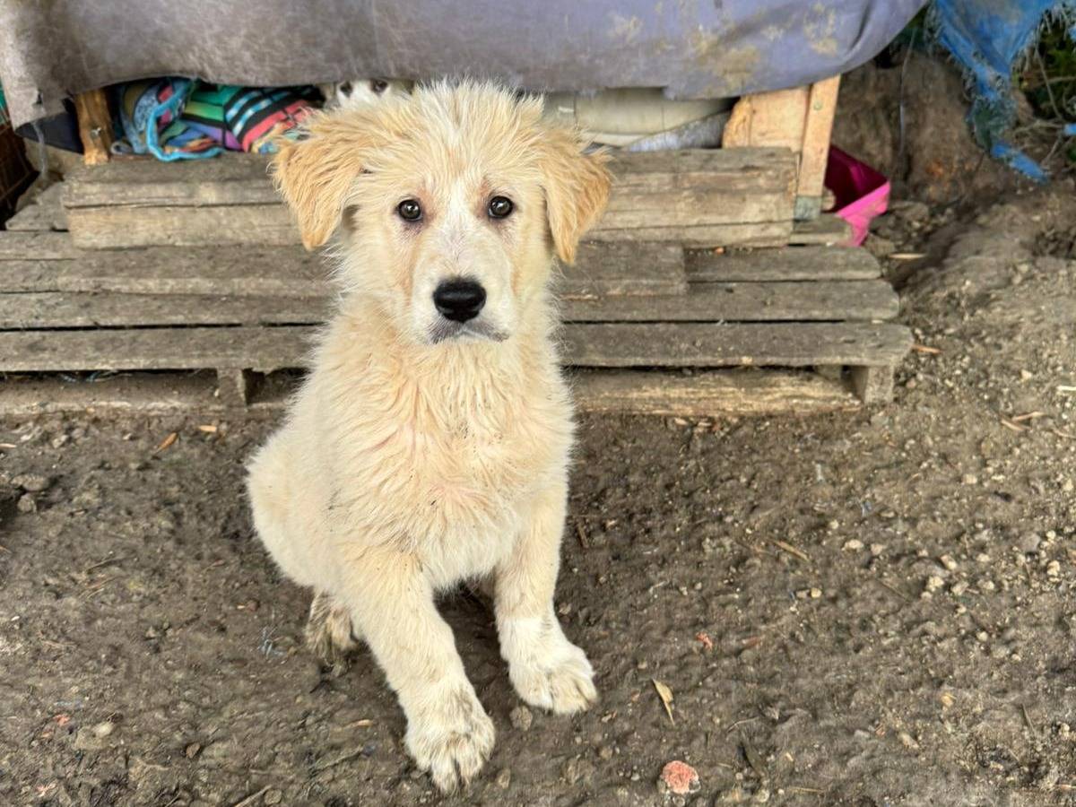 Vuoi adottare un cane a Torino?
