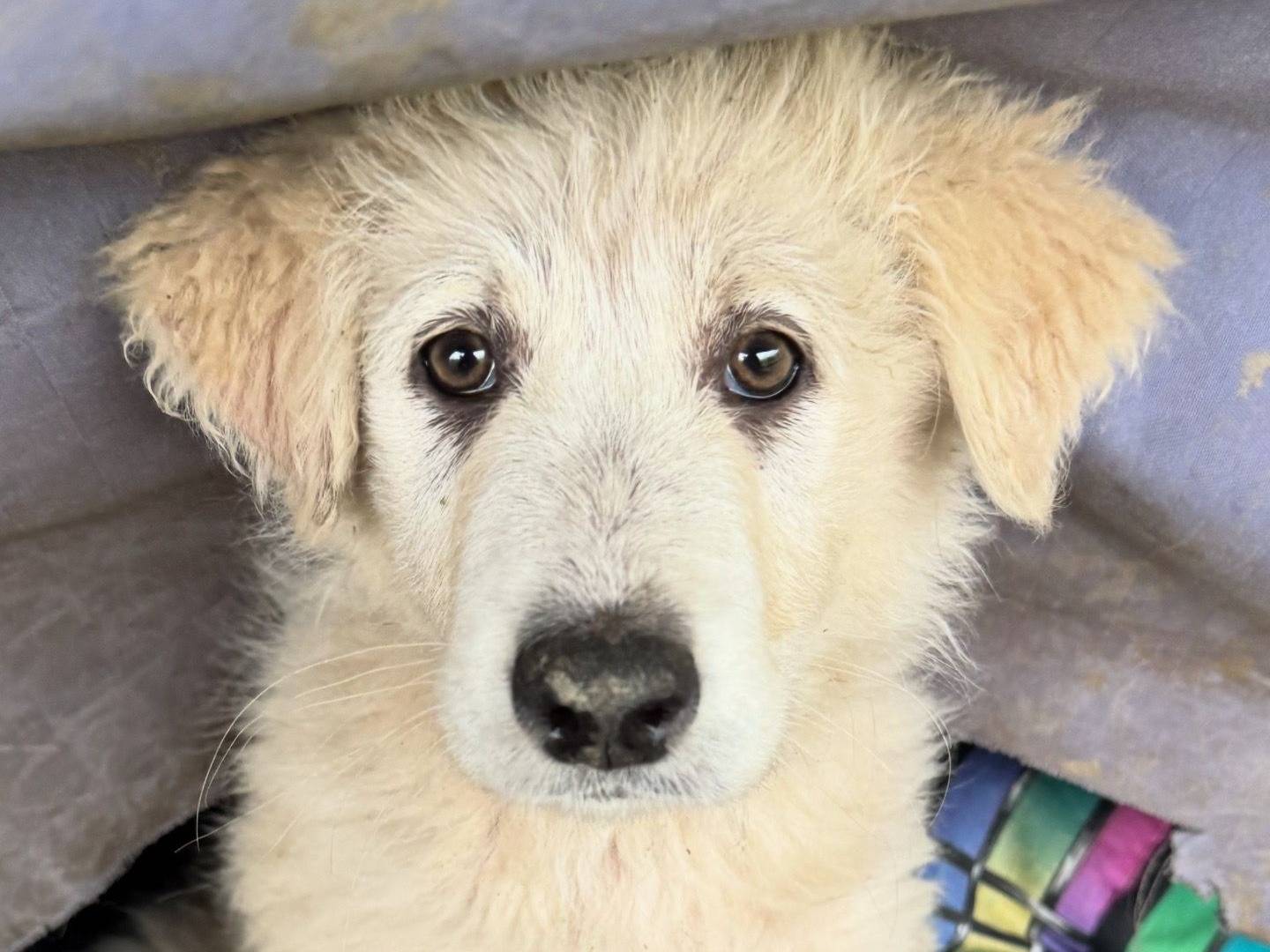 Adozione cane, femmina, Razza sconosciuta Razza sconosciuta, 3 mesi, taglia grande, Torino