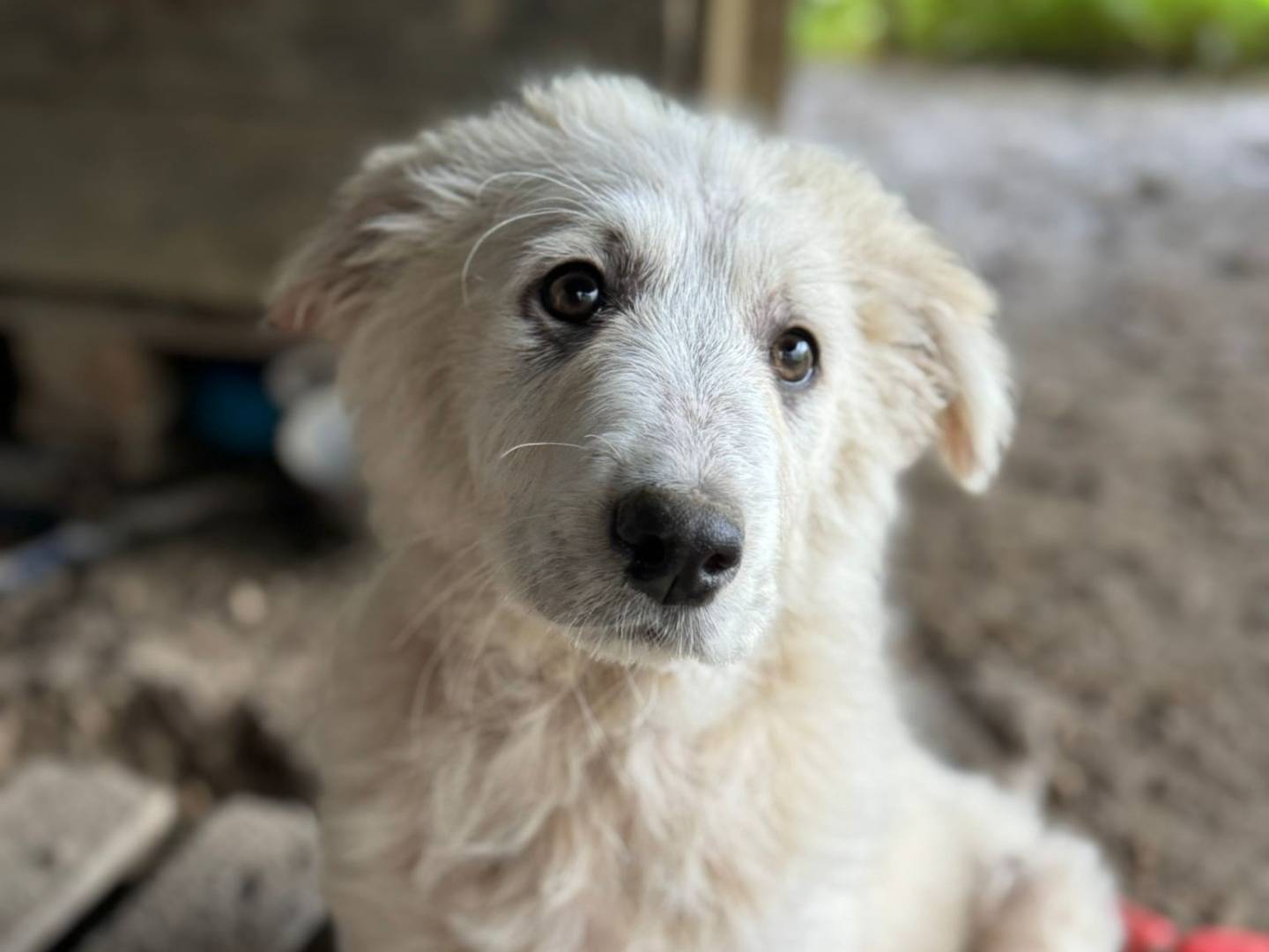 Adotta un cane, femmina, 3 mesi, Torino