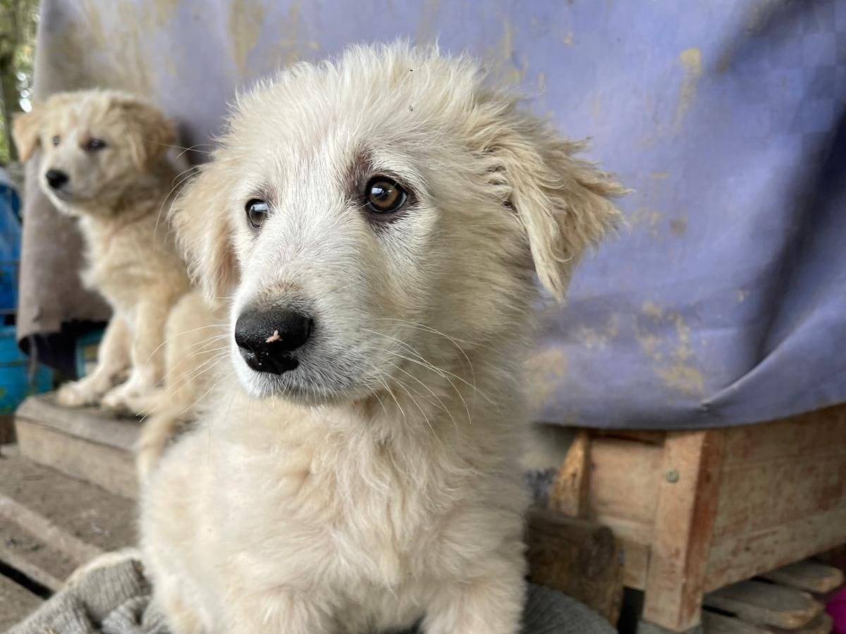 Adotta un cane, taglia grande, femmina, Torino