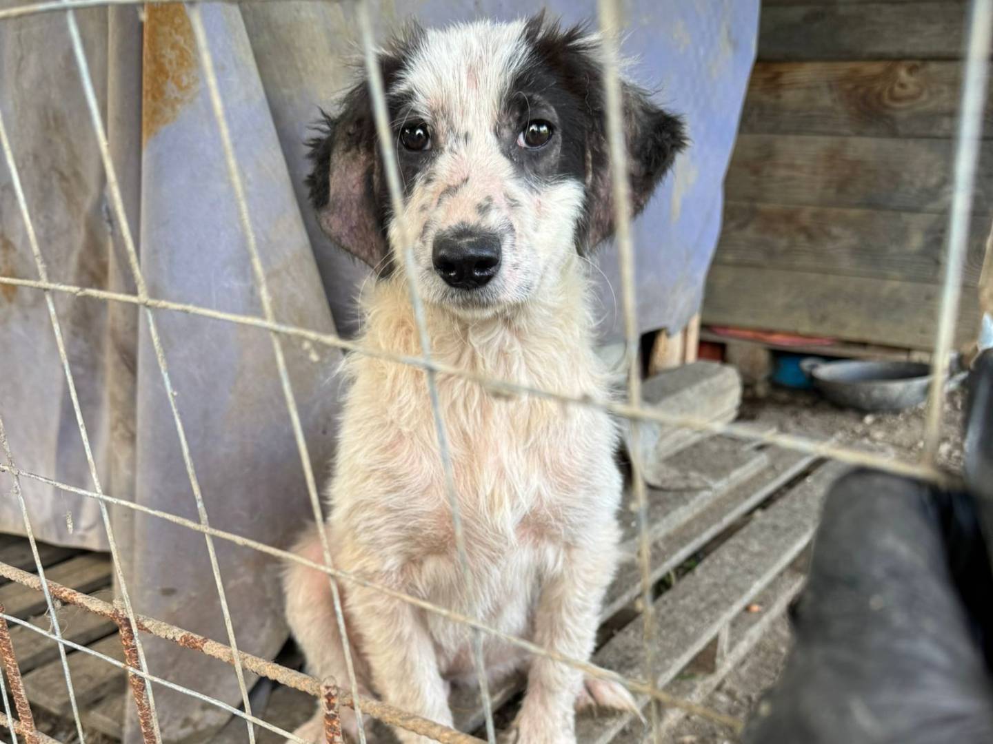 Adozione cane, femmina, Razza sconosciuta Razza sconosciuta, 4 mesi, taglia media, Torino