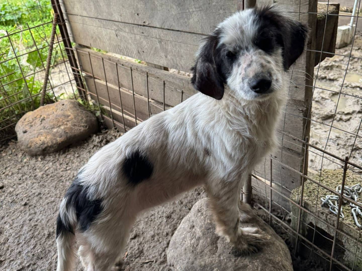 Adotta un cane, femmina, 4 mesi, Torino