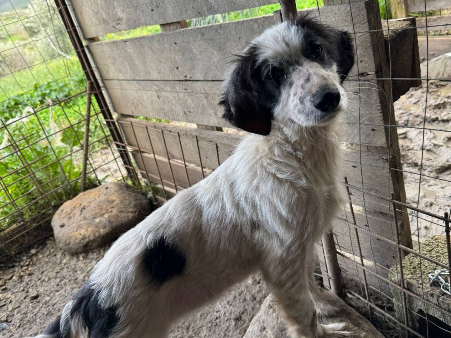 Adotta un cane, taglia media, femmina, Torino