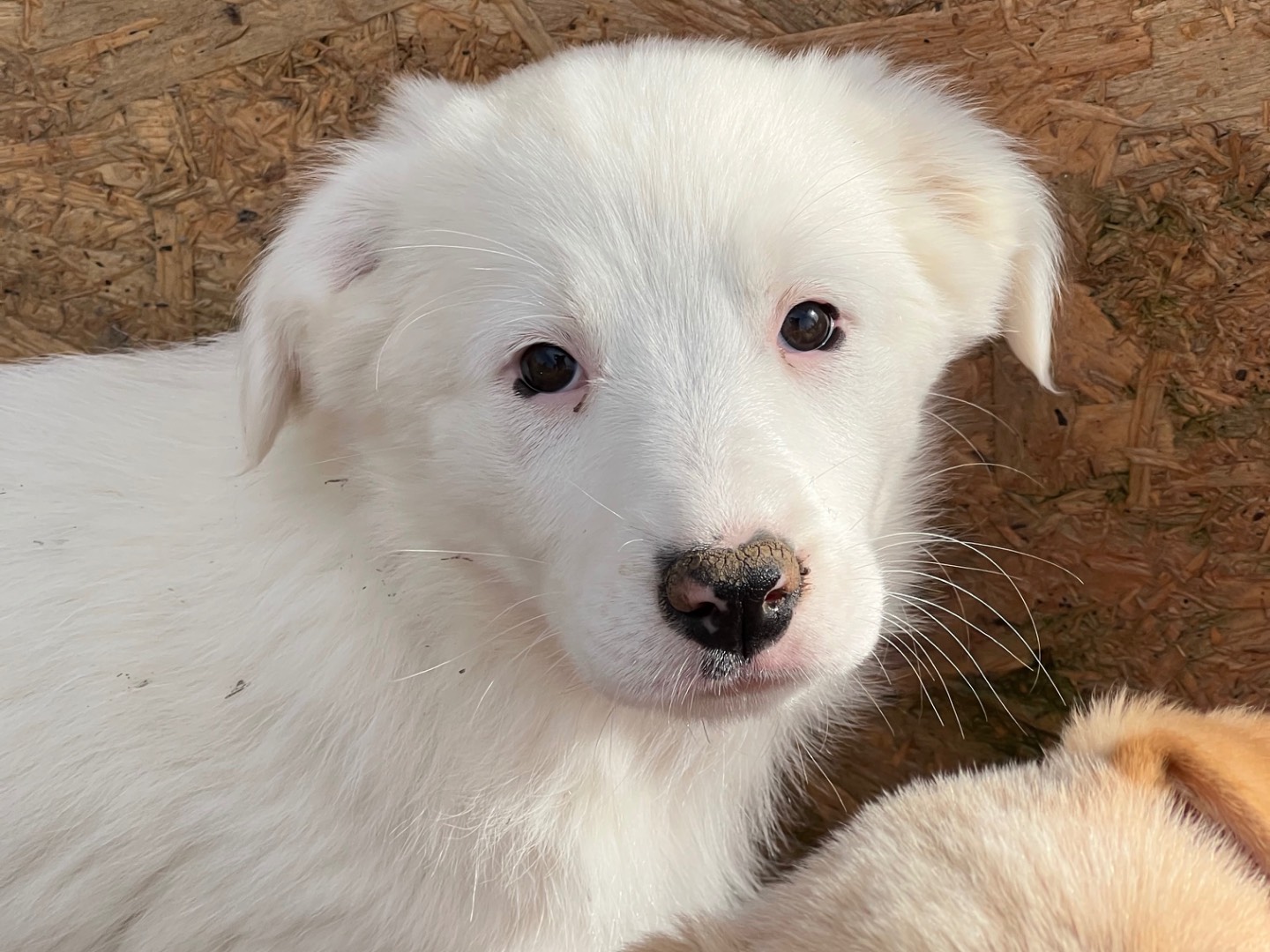 Adozione cane, femmina, Razza sconosciuta Razza sconosciuta, 2 mesi, taglia media, Viterbo