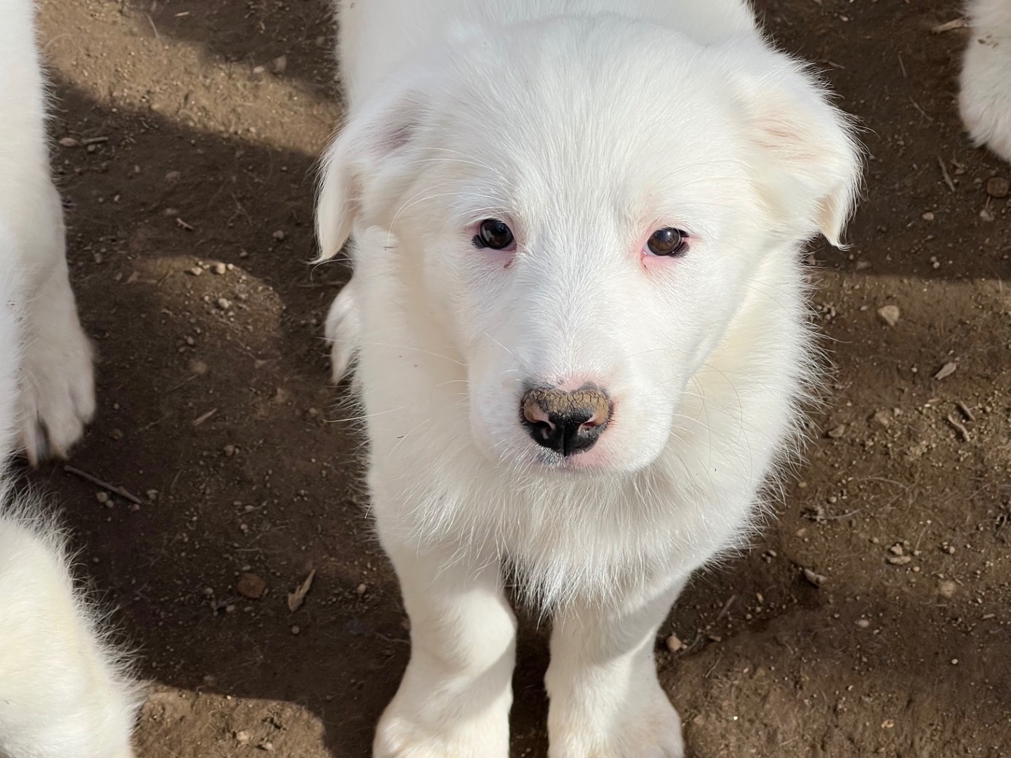Adotta un cane, femmina, 2 mesi, Viterbo