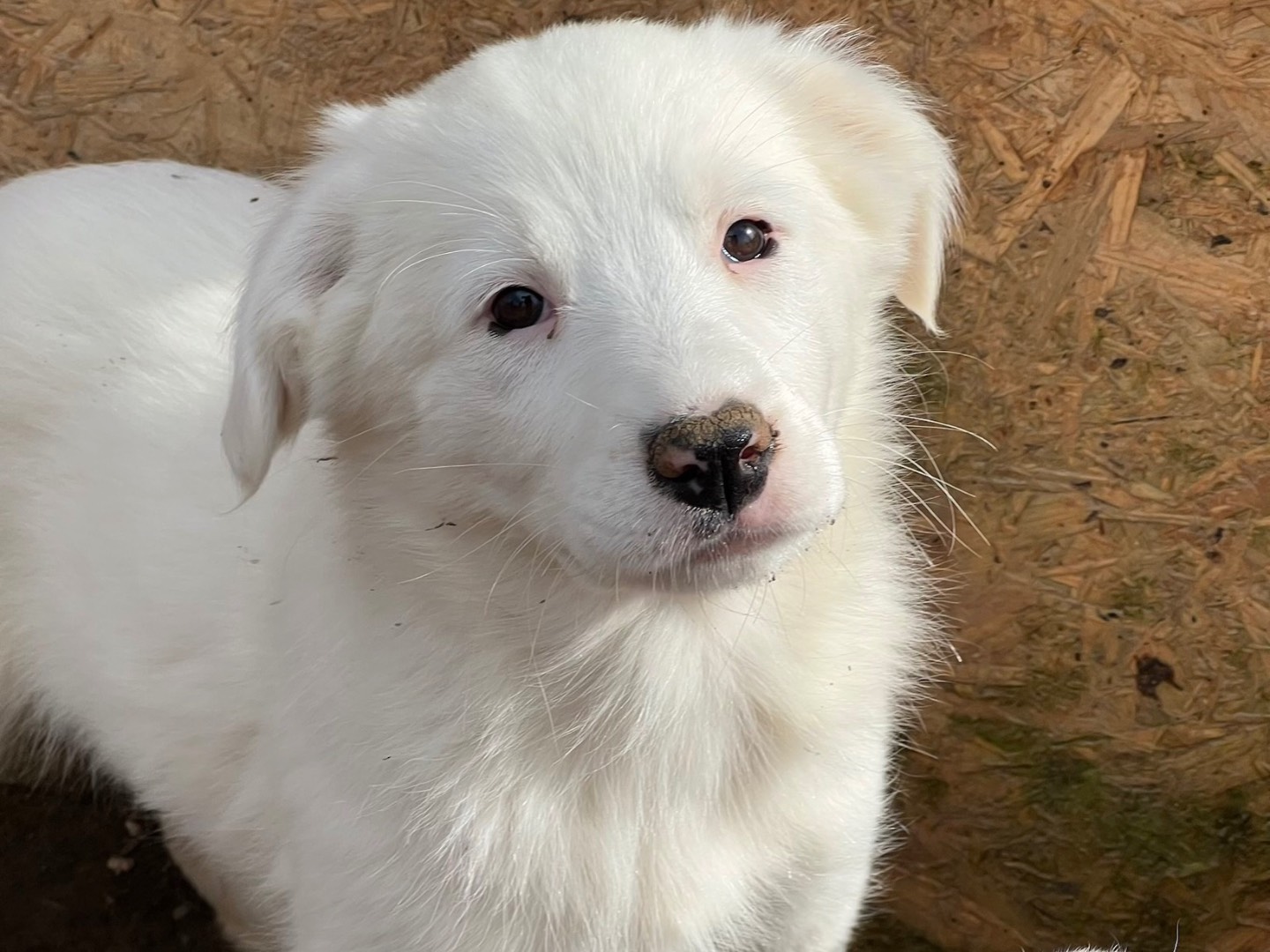 Adotta un cane, taglia media, femmina, Viterbo