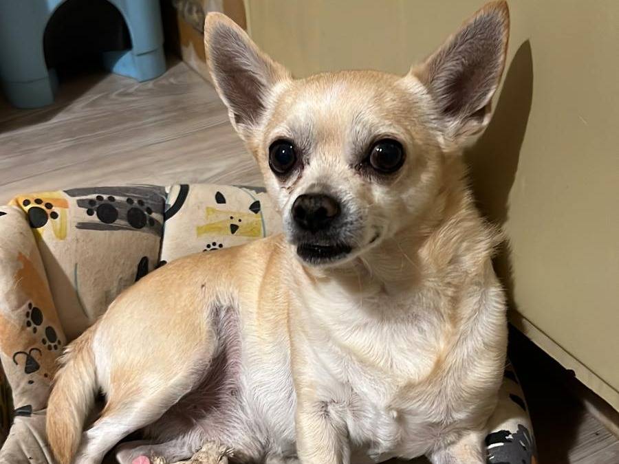 Adotta un cane, maschio, 9 anni e 2 mesi, Piacenza