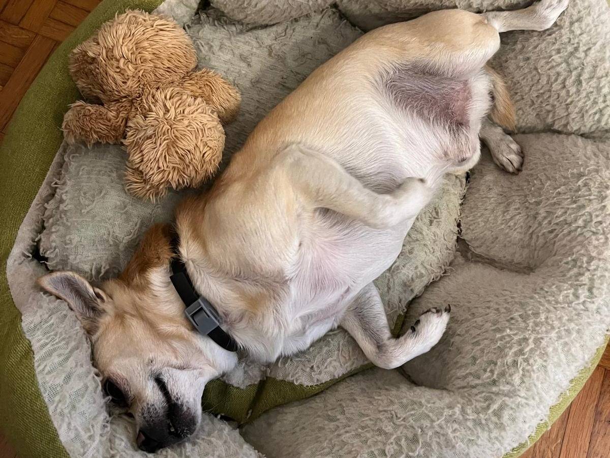 Vuoi adottare un cane a Piacenza?