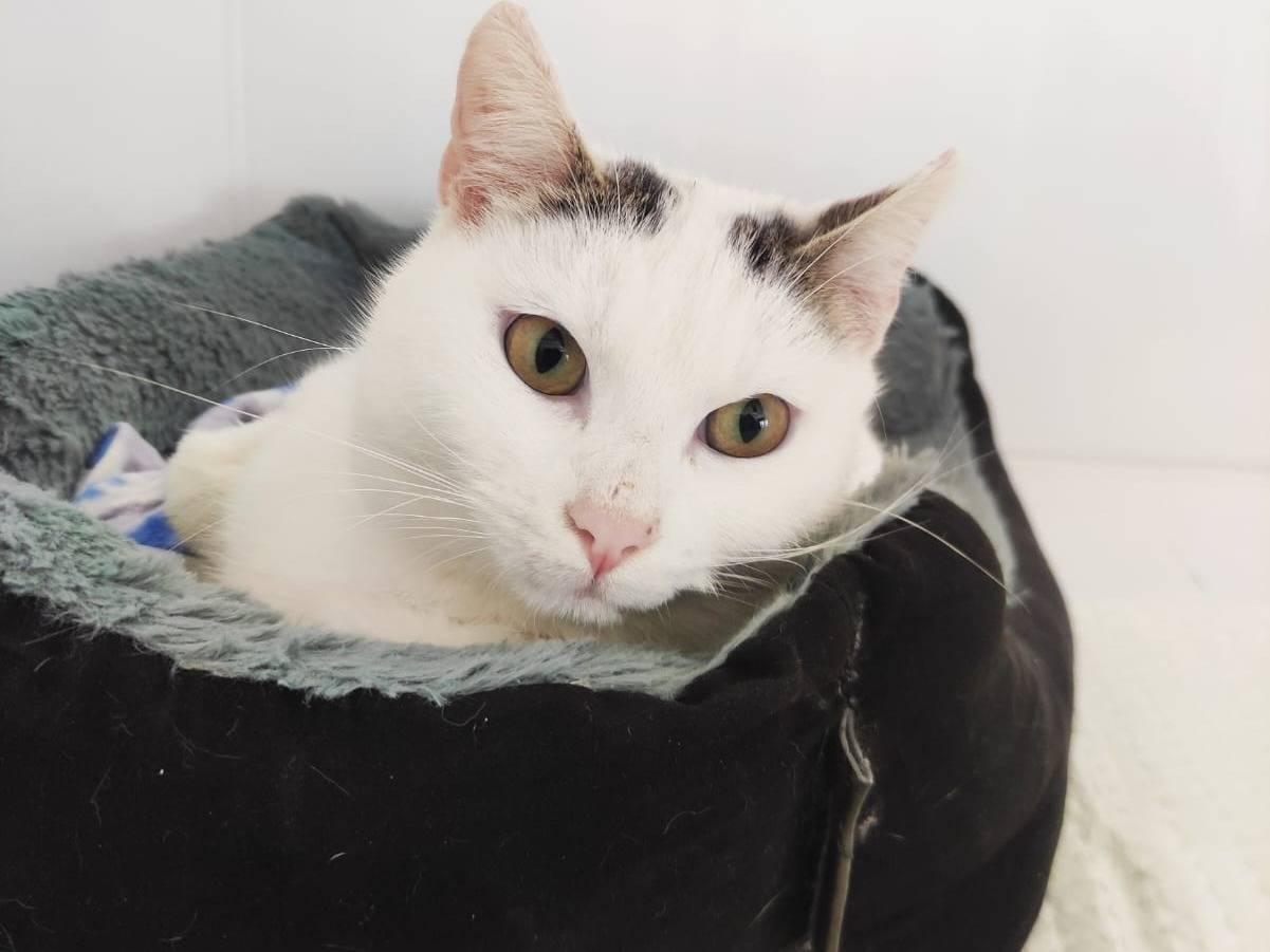 Adozione gatto, maschio, Razza sconosciuta Razza sconosciuta, 1 anno e 5 mesi, taglia non valida, Bari