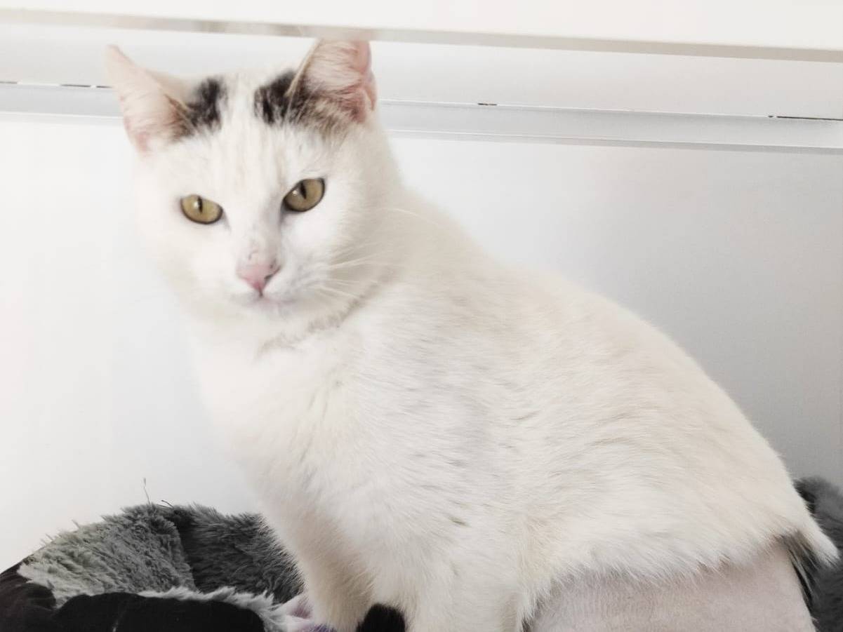 Adotta un gatto, maschio, 1 anno e 5 mesi, Bari