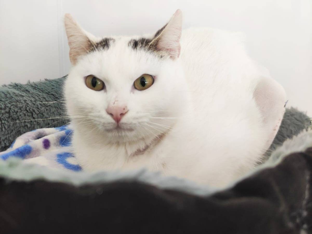 Adotta un gatto, taglia non valida, maschio, Bari