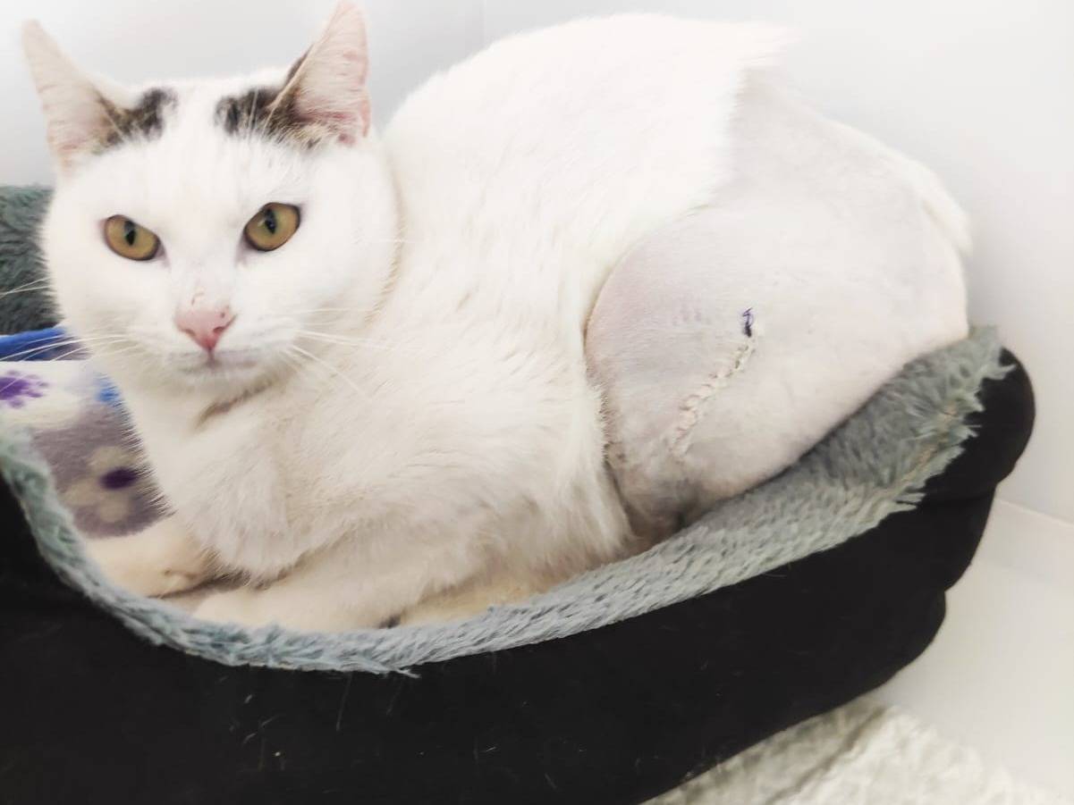 Vuoi adottare un gatto a Bari?