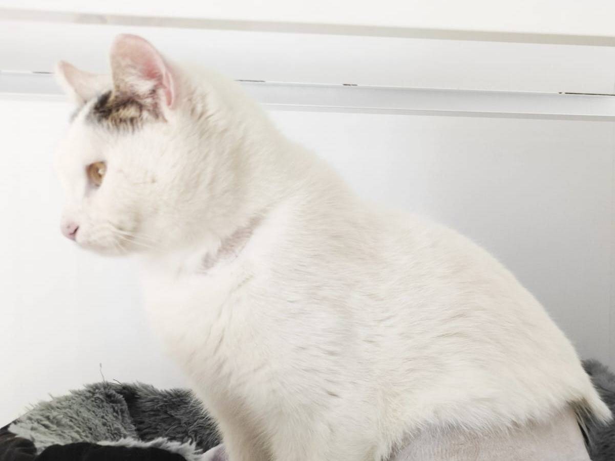 Adotta il gatto Carlo a Bari