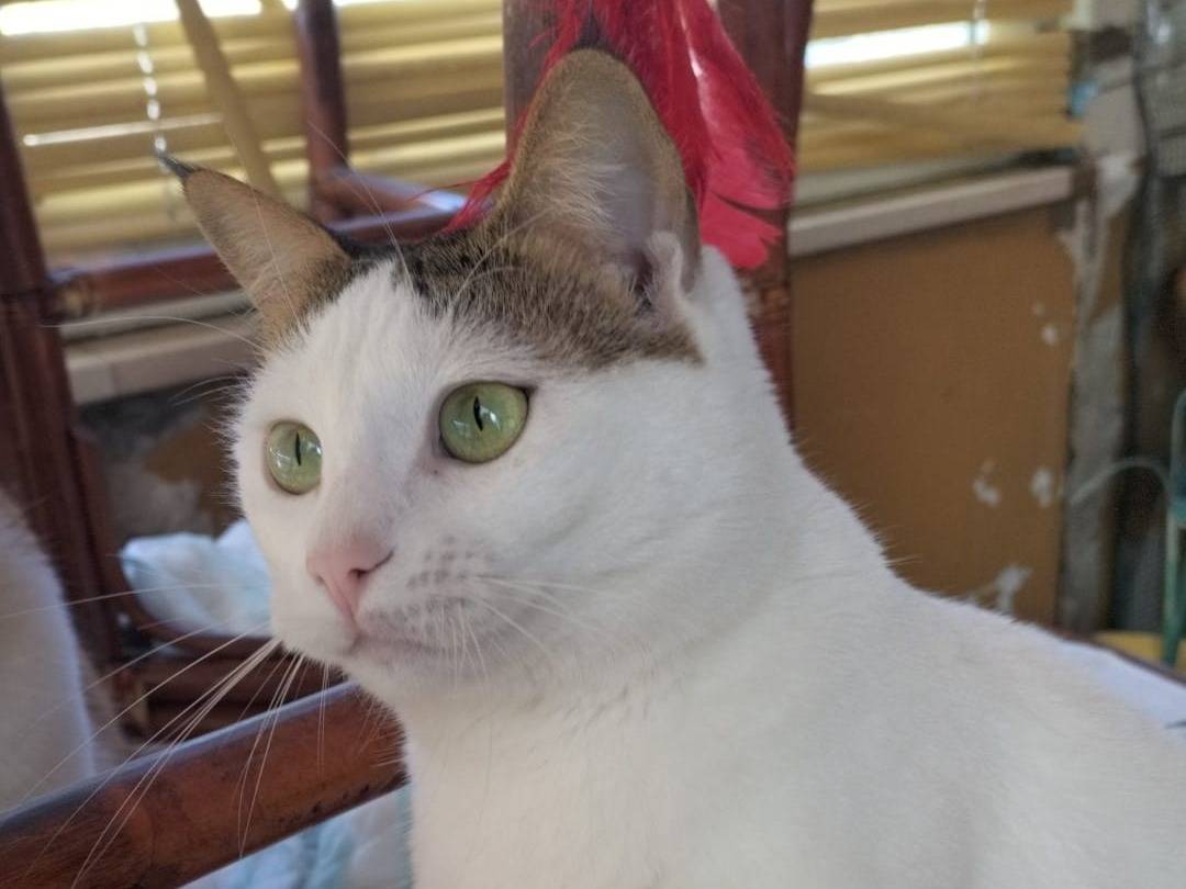 Adozione gatto, femmina, Razza sconosciuta Razza sconosciuta, 2 anni, taglia non valida, Matera