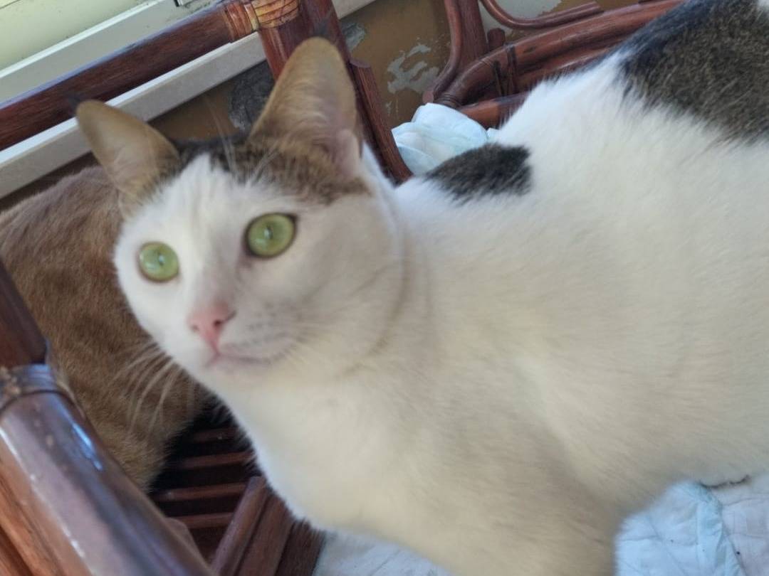 Adotta un gatto, femmina, 2 anni, Matera