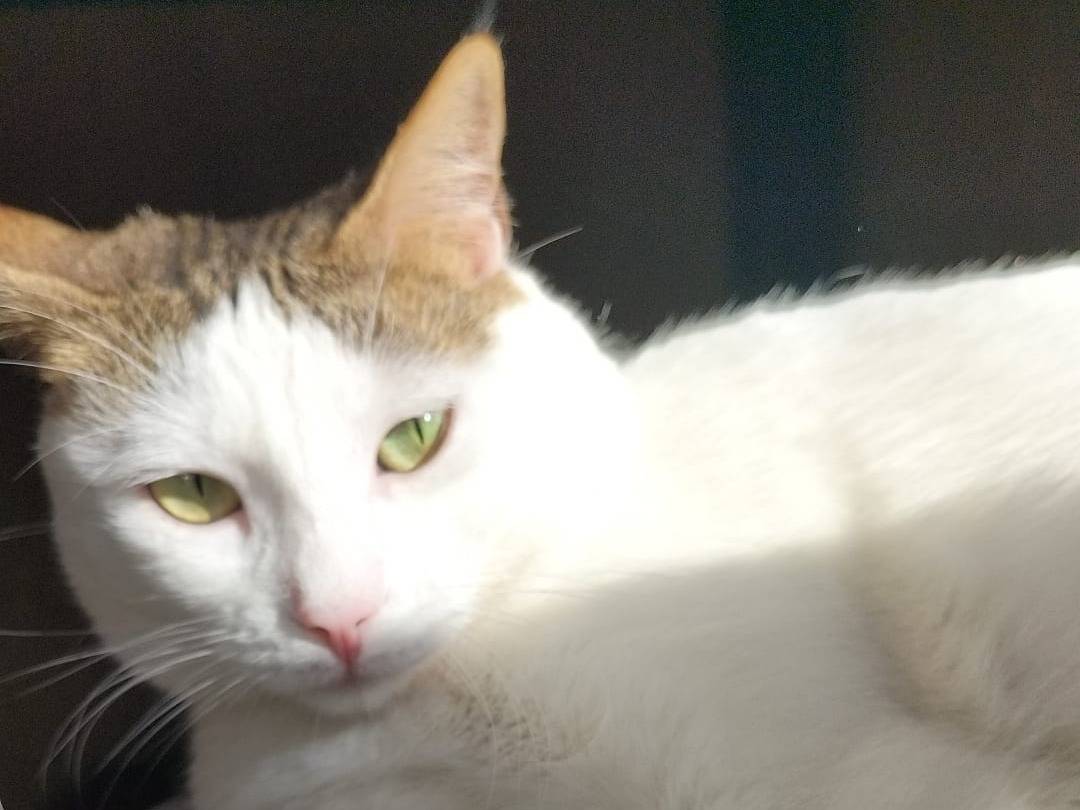 Adotta un gatto, taglia non valida, femmina, Matera
