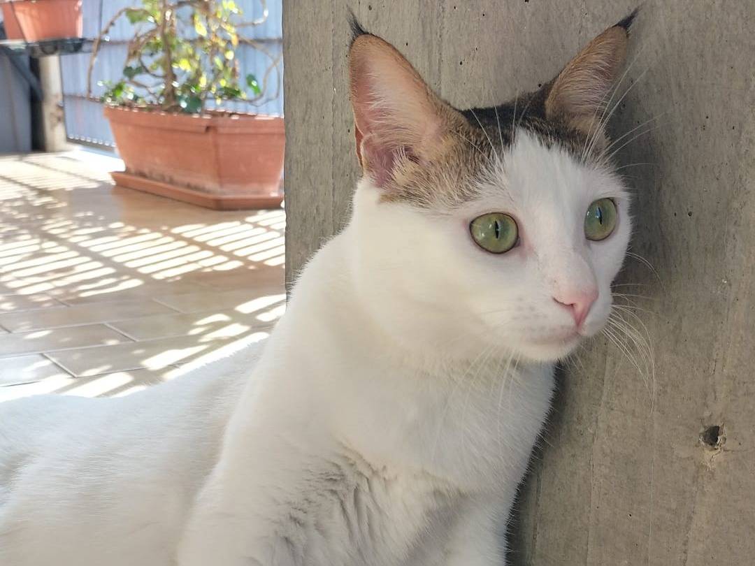 Vuoi adottare un gatto a Matera?