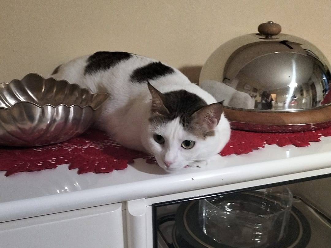 Adotta il gatto Greta  a Matera