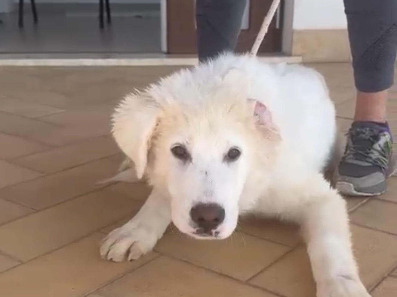 Adozione cane, maschio, Pastore maremmano Razza sconosciuta, 5 mesi, taglia grande, Latina