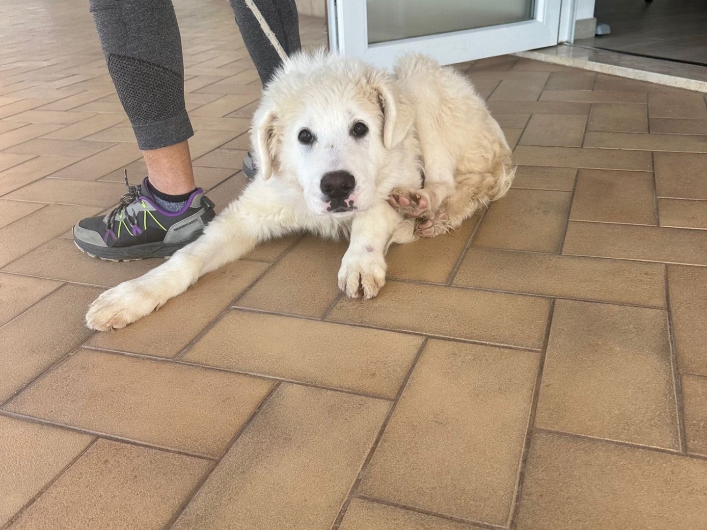 Adotta un cane, maschio, 5 mesi, Latina