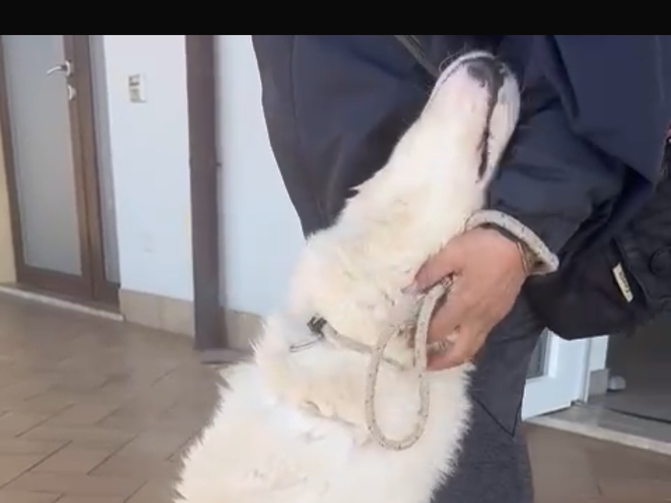 Adotta un cane, taglia grande, maschio, Latina