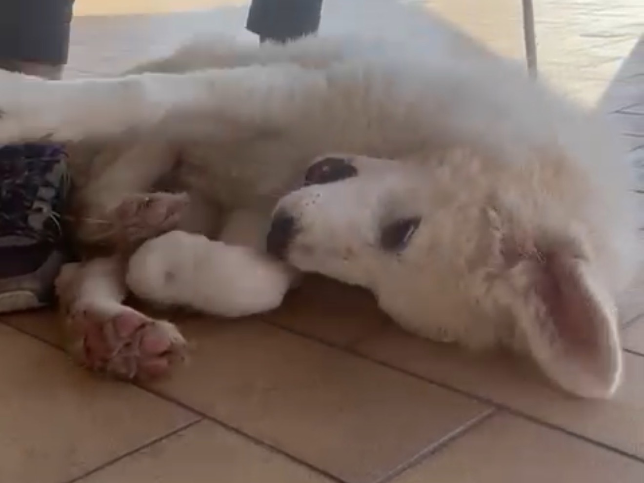 Adotta il cane Otto a Latina