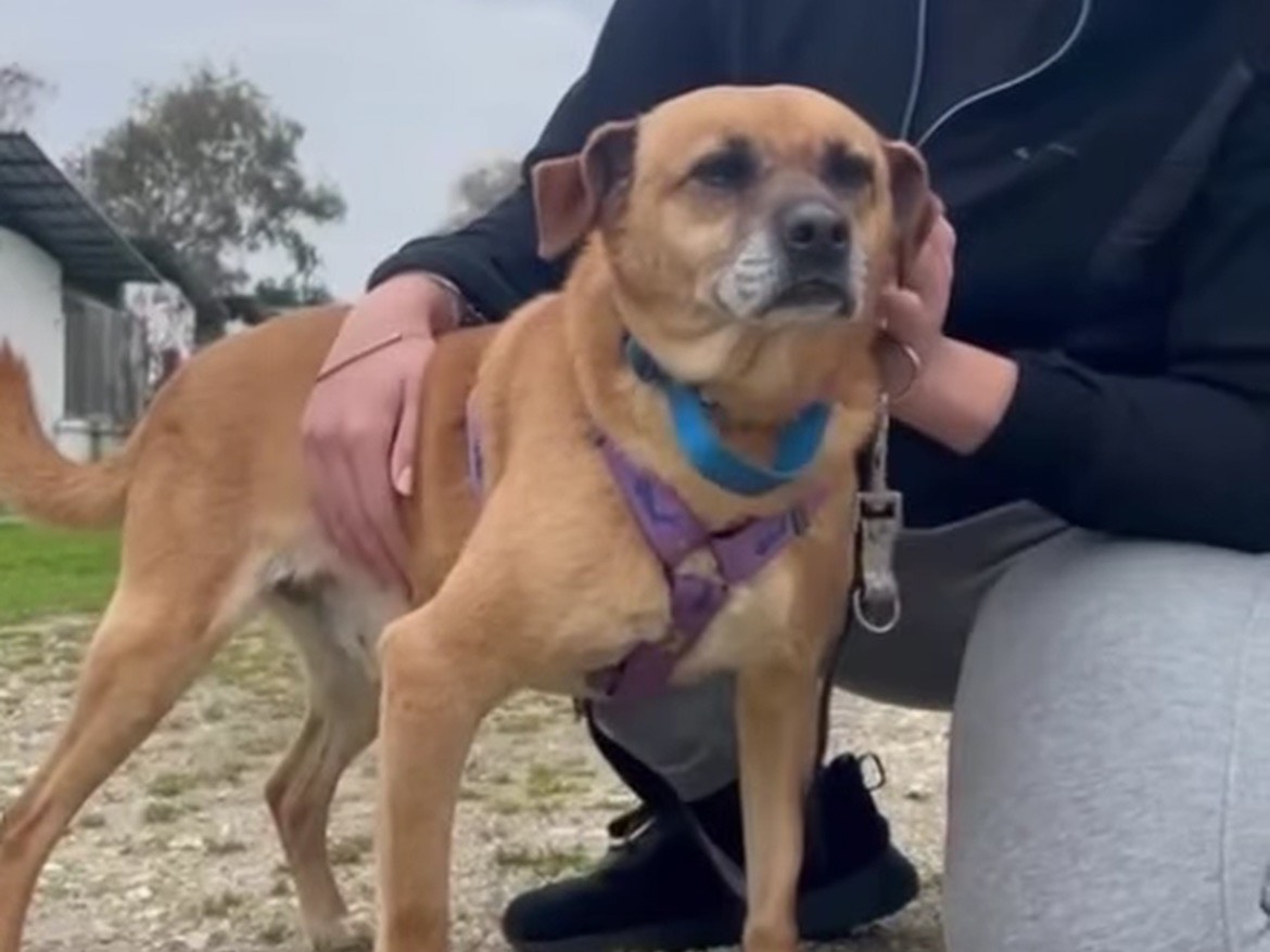 Adotta il cane DIEGO a Caserta