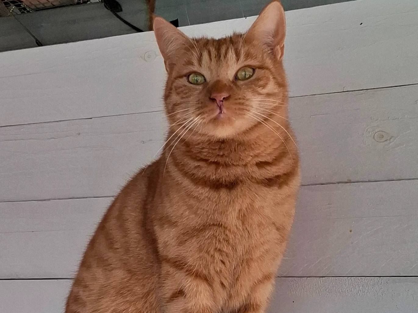 Adozione gatto, femmina, Razza sconosciuta Razza sconosciuta, 1 anno e 10 mesi, taglia non valida, Latina