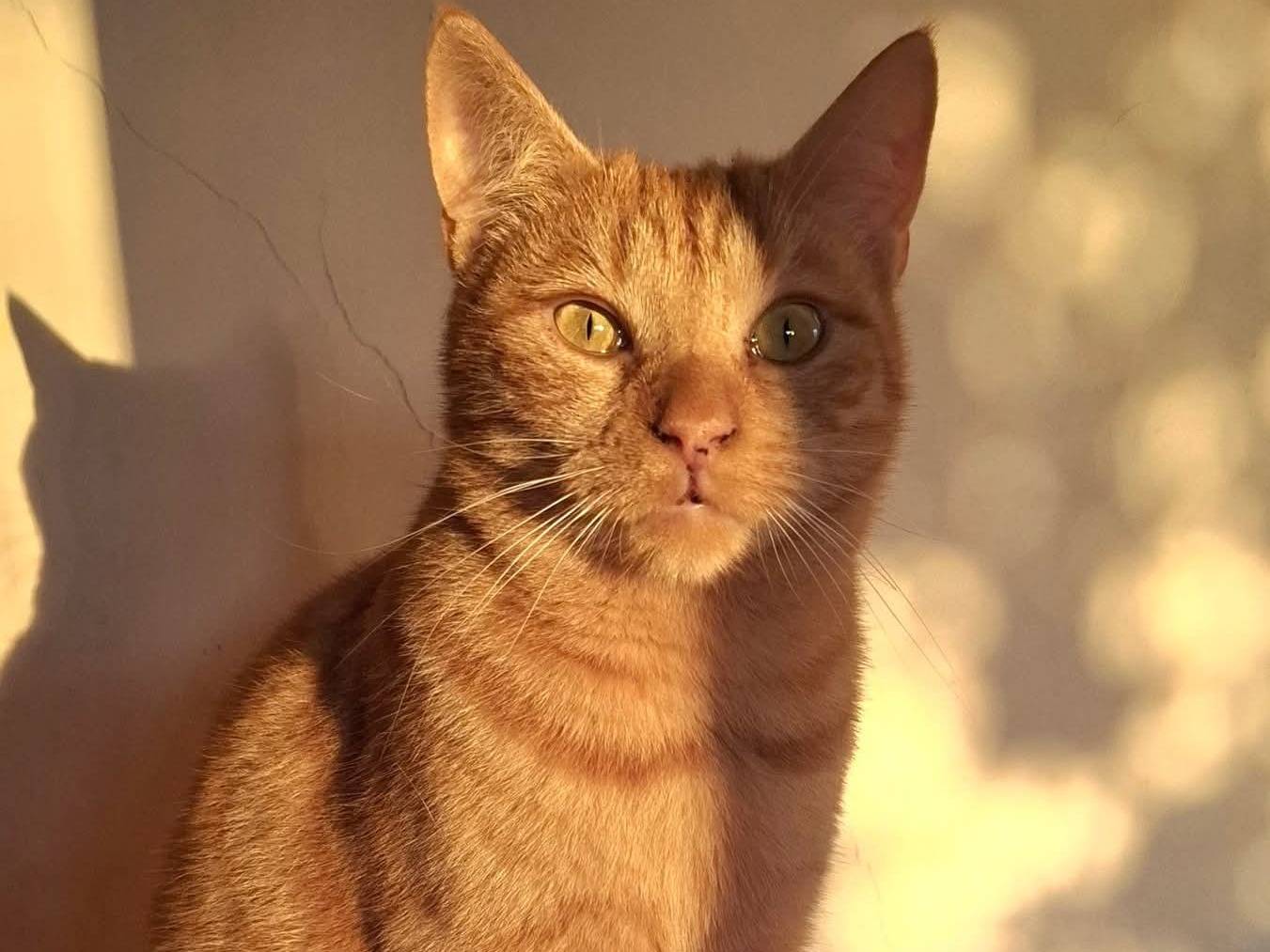 Adotta un gatto, femmina, 1 anno e 10 mesi, Latina