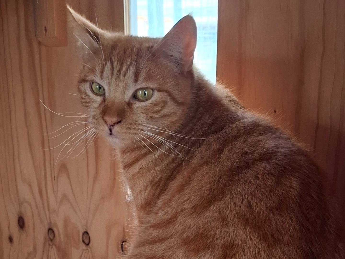 Adotta un gatto, taglia non valida, femmina, Latina