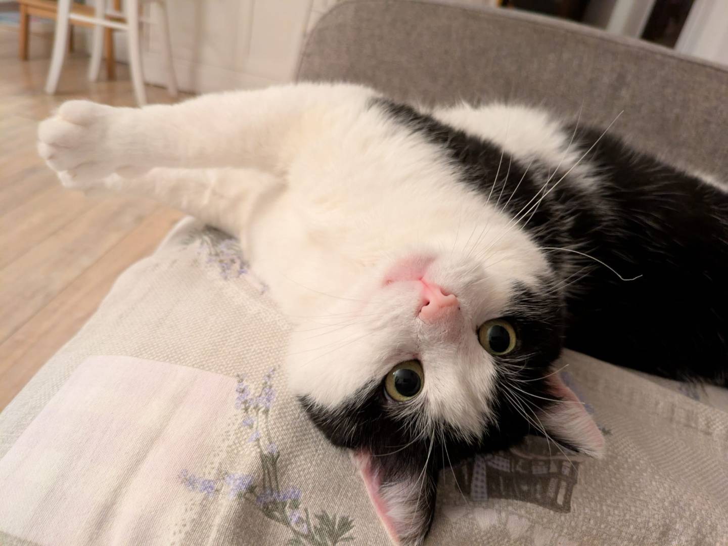 Adozione gatto, maschio, Razza sconosciuta Razza sconosciuta, 5 anni e 7 mesi, taglia non valida, Bergamo