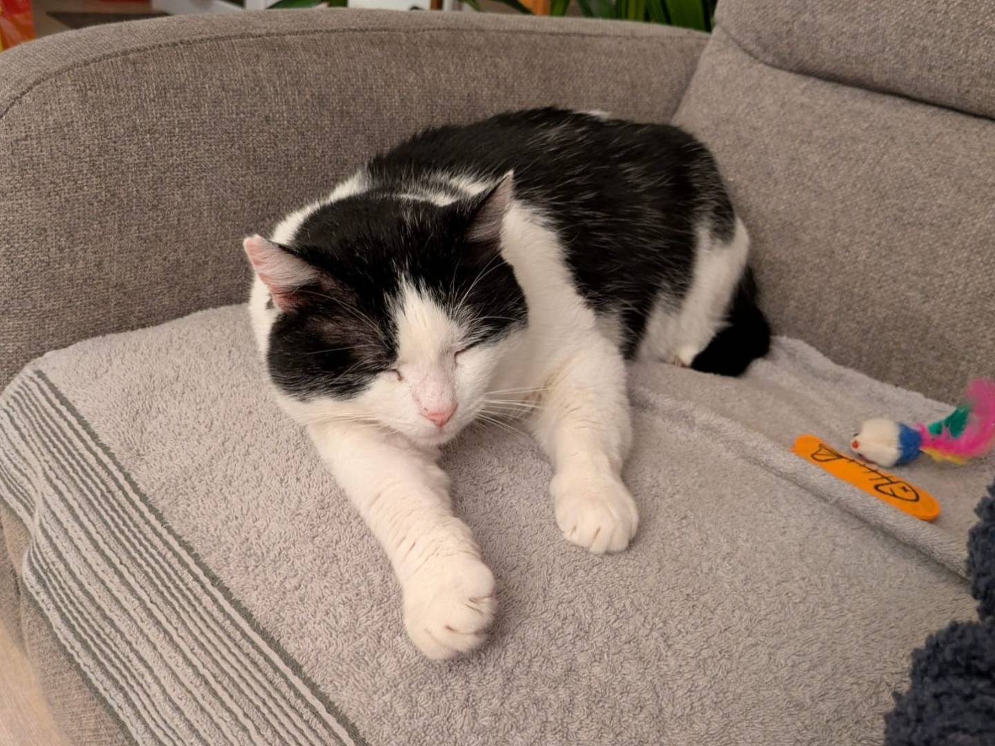 Adotta un gatto, maschio, 5 anni e 7 mesi, Bergamo