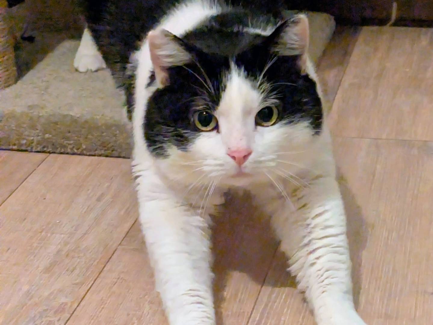 Adotta il gatto Mau a Bergamo