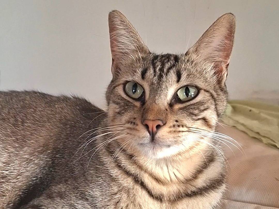 Adotta un gatto, maschio, 2 anni, Latina