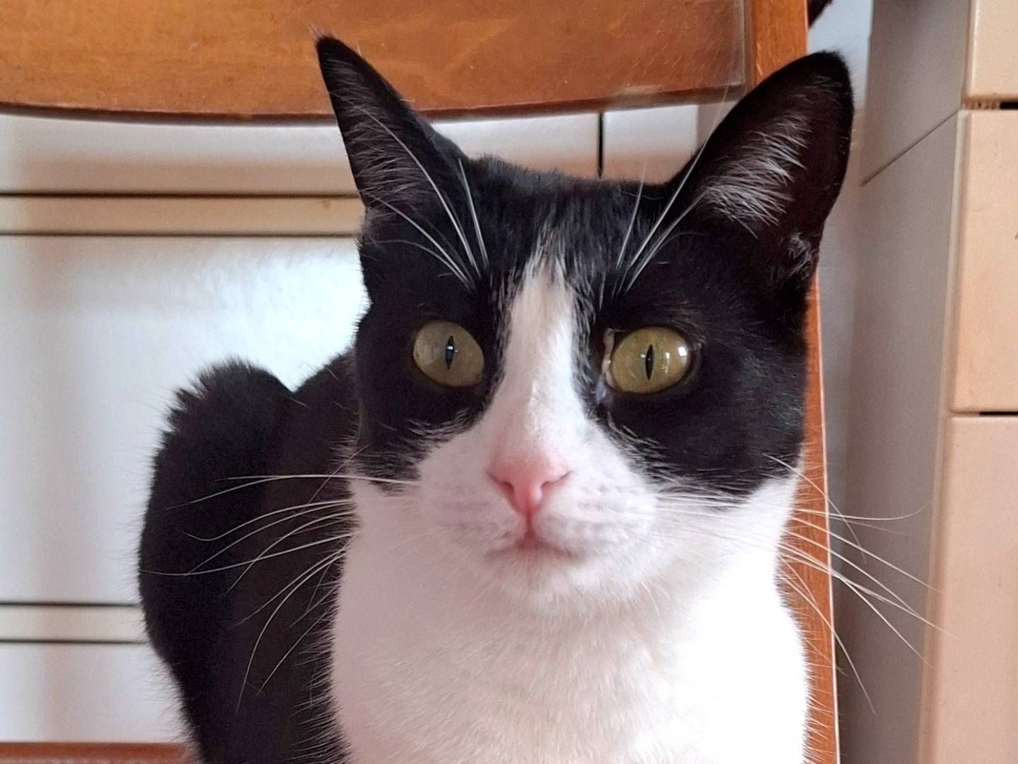 Adozione gatto, femmina, Razza sconosciuta Razza sconosciuta, 1 anno e 9 mesi, taglia non valida, Latina